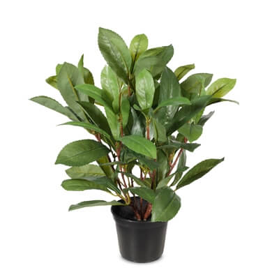 FI7749gr-laurel-leaf-bush-in-pot-40cm