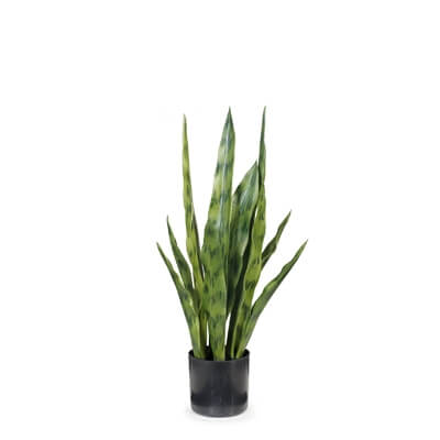 fi6906gr-sanseveria-plant