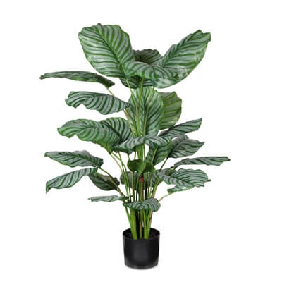 fi7731gr-calathea-plant-white-91cm