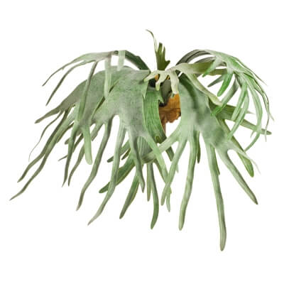 fi7900gr-fern-staghorn-hanging-bush